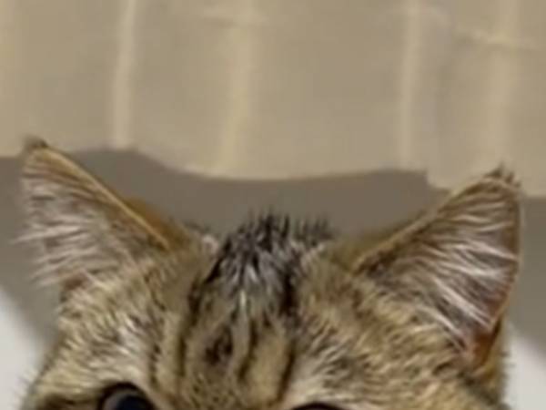 驚くマンチカン「舌！忘れてるよ！」　お茶目な仕草が、かわいすぎた