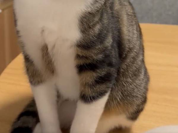 「尊い」　歯磨きをする飼い主　それを見た猫の行動に、１６万『いいね』
