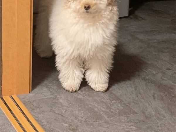 「寝ぼけてる」「かわいい」　夜中に飛び起きた犬の、表情が…？