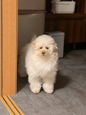 「寝ぼけてる」「かわいい」　夜中に飛び起きた犬の、表情が…？