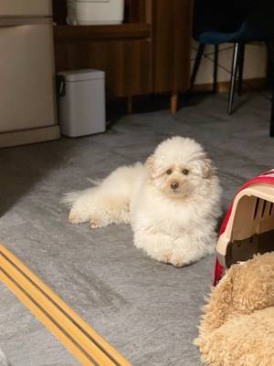 「寝ぼけてる」「かわいい」　夜中に飛び起きた犬の、表情が…？