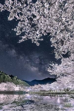 夜桜の真ん中に写る天の川　幻想的な光景に、息を呑む