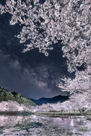 夜桜の真ん中に写る天の川　幻想的な光景に、息を呑む