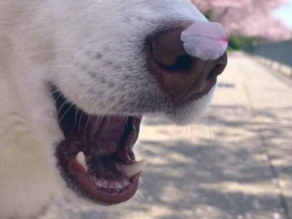 飼い主「うちの犬のええ写真を見て」　その表情に３２万人が癒された！