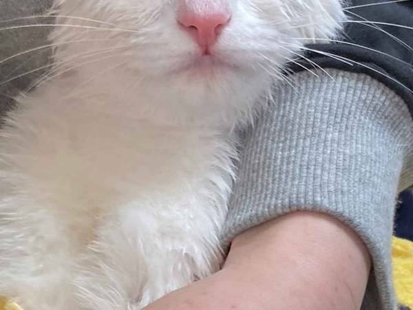 お風呂に入れられた猫　なんともいえない表情で、飼い主に無言の圧