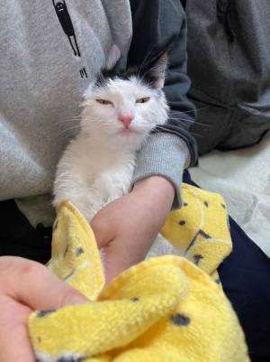 お風呂に入れられた猫　なんともいえない表情で、飼い主に無言の圧