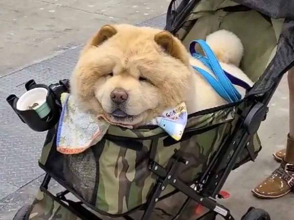 「うちの箱入り息子」　隣を通った犬も凝視するほどの愛らしさ！