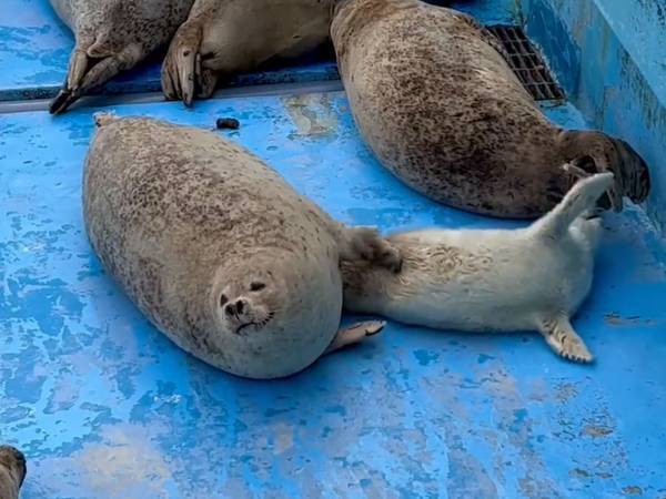 赤ちゃん「いーらーなーいー！」　親の思い通りにならない光景がこちら