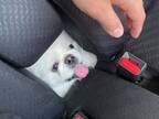 動物病院へ向かう車内で…？　犬の表情にご注目ください！