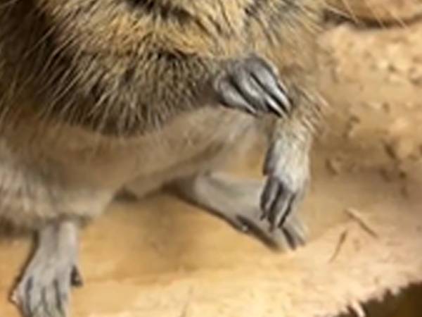 溢れ出す『ブルース・リー』感　決めポーズに「ジワジワくる」「爆笑」