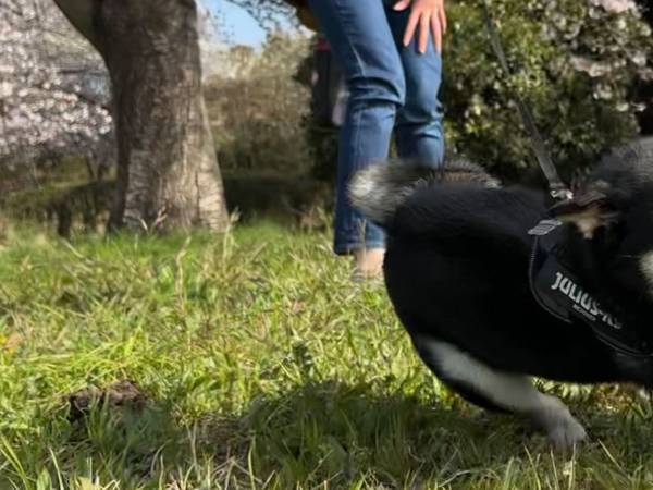 友達犬に驚いた柴犬が？　飼い主も驚くほどの『マジ走り』に腹筋崩壊