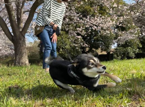 友達犬に驚いた柴犬が？　飼い主も驚くほどの『マジ走り』に腹筋崩壊