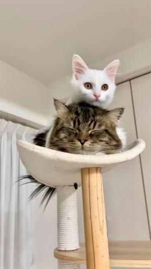 『ツムツム』のような光景！？　目を閉じる猫の上に…