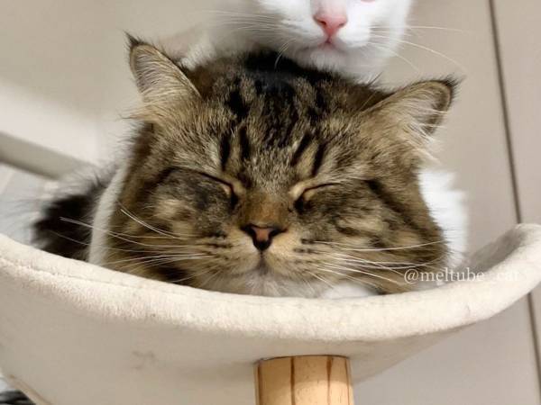 『ツムツム』のような光景！？　目を閉じる猫の上に…
