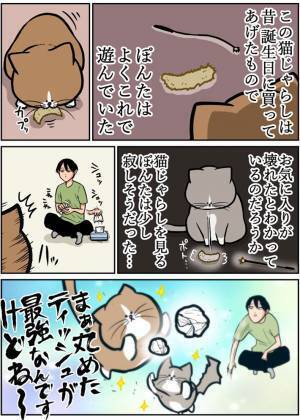 猫にとって『最強』のおもちゃとは…　飼い主が１０年目で気付いたこと