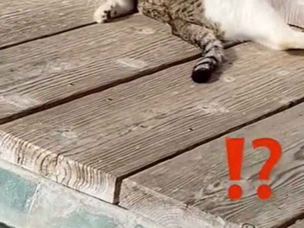 気持ちよさそうに毛づくろいをする猫に「理解できなくて二度見した」