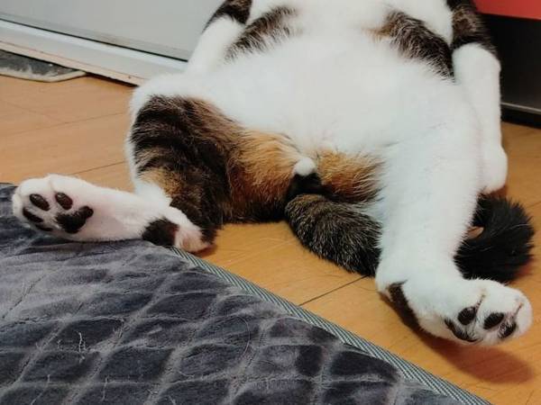 部屋のすみで寝落ちした猫　その姿がどう見ても…