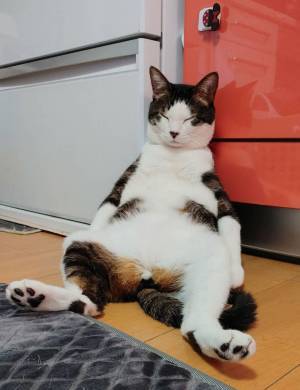 部屋のすみで寝落ちした猫　その姿がどう見ても…