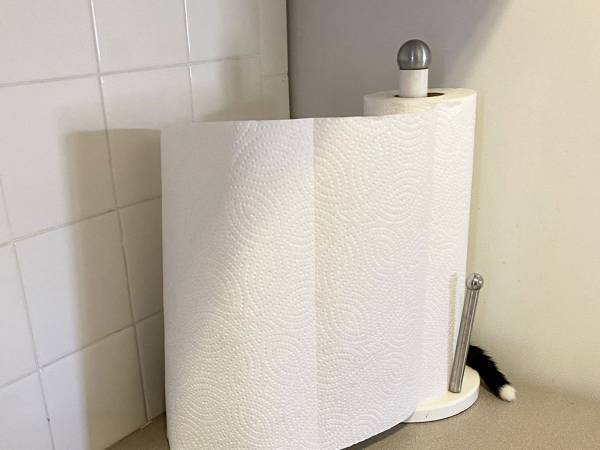 キッチンペーパーに何か生えてる…　『バレバレ写真』がジワジワくる！