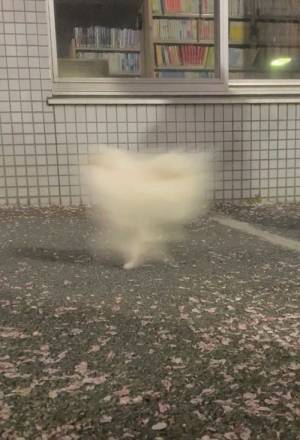 散歩中の犬を撮影した結果？　ある意味『奇跡の１枚』が撮影できた