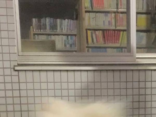 散歩中の犬を撮影した結果？　ある意味『奇跡の１枚』が撮影できた