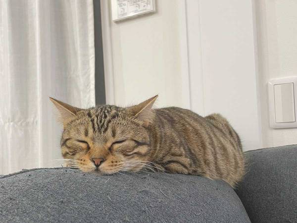 「この世の幸せがつまってる」　１８万人が注目した、猫の姿がコチラ