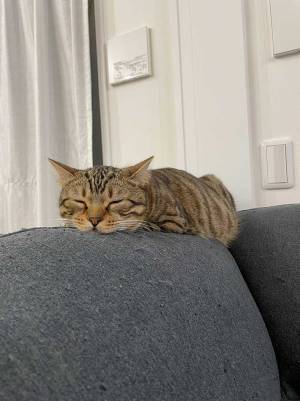 「この世の幸せがつまってる」　１８万人が注目した、猫の姿がコチラ