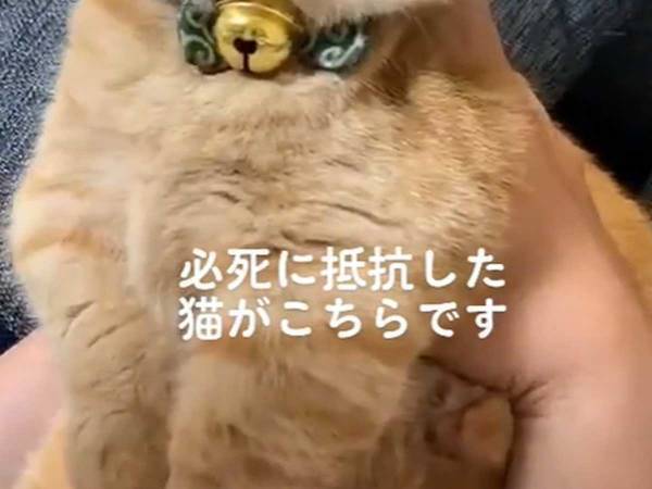 飼い主「必死に抵抗してる」　息を吹きかけられた猫の反応が？