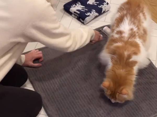 深刻な『ネコハラ』被害を訴えた飼い主　実際の映像をご覧ください…