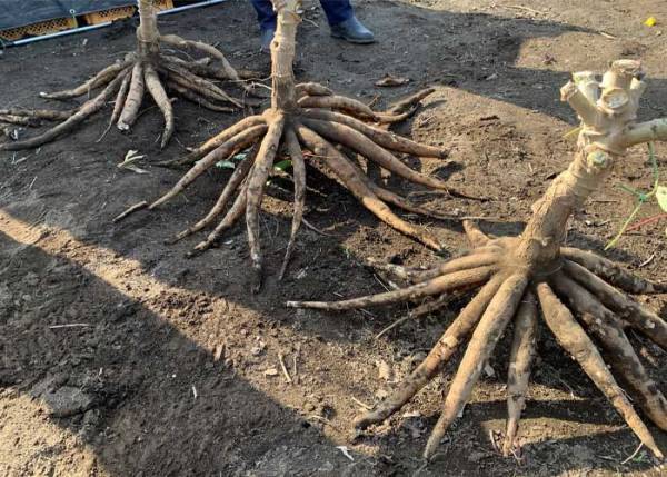 イモ好きな大学生が原料から作ったものに「根性ある」「すごい」