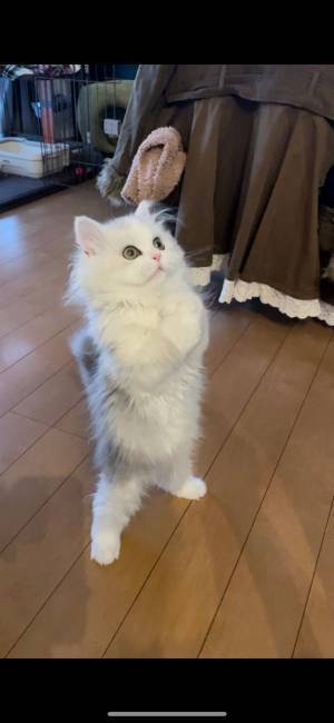 「猫背って、なんすか？」　子猫が、猫らしからぬポーズを見せた！