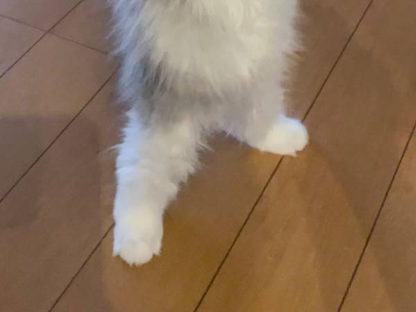 「猫背って、なんすか？」　子猫が、猫らしからぬポーズを見せた！