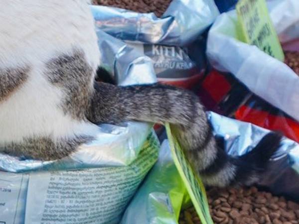 「え？食べちゃだめなの？」　売り場に現れた、１匹の猫に「これは許す」