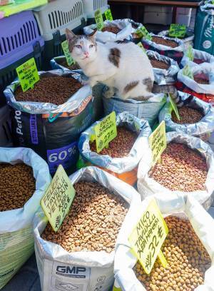 「え？食べちゃだめなの？」　売り場に現れた、１匹の猫に「これは許す」