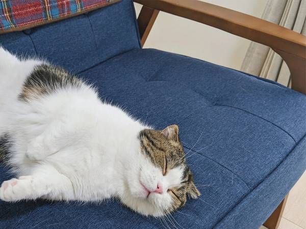 飼い主「占拠された」　ソファのど真ん中で熟睡する猫がこちらです