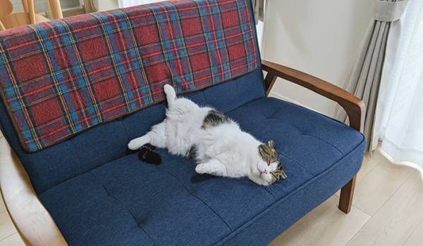 飼い主「占拠された」　ソファのど真ん中で熟睡する猫がこちらです