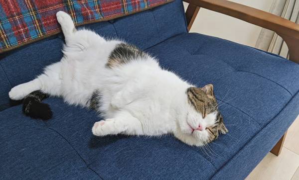 飼い主「占拠された」　ソファのど真ん中で熟睡する猫がこちらです
