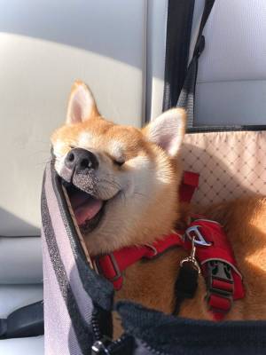 遊び疲れた柴犬　飼い主が目撃した『笑撃』の寝顔に腹筋崩壊