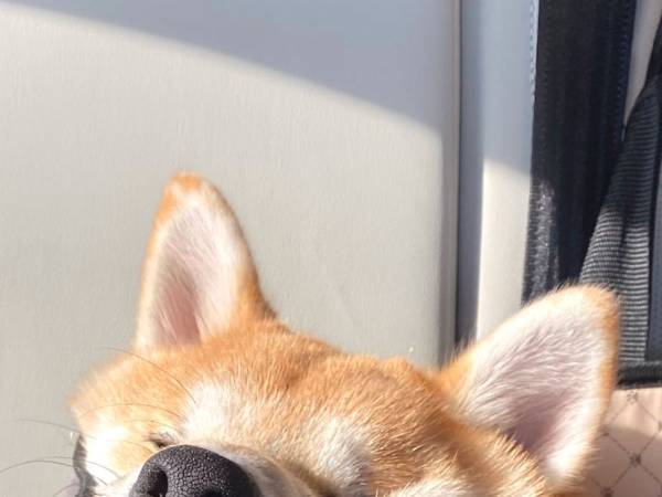 遊び疲れた柴犬　飼い主が目撃した『笑撃』の寝顔に腹筋崩壊