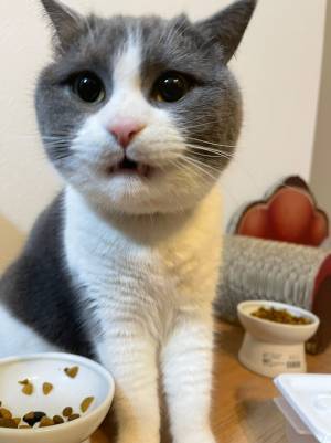 飼い主に注意された猫　ショックを受けた表情が「たまらない」「笑った」