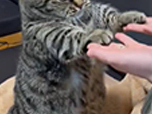 猫の表情に注目！　本気で面倒くさそうな顔に「最高や」「分かる～」