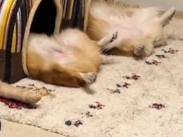 ペット用ハウスを２個持つ飼い主　もう１つ追加するか考える理由に「買うしかない」