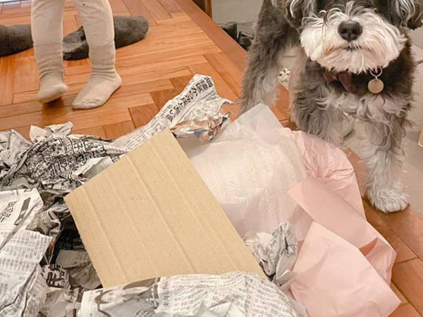 床に散らばる包装紙を見た犬が？　無言の訴えに１２万『いいね』