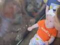 オランウータンの親子が飼育員の赤ちゃんと初対面　すると…？　「美しい瞬間」