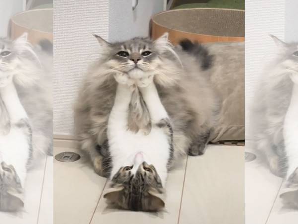 「ウケるんだけど」　飼い主を見つめる先住猫が、次の瞬間…