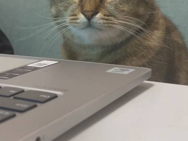 「いい仕事をしそうな顔つき」「貫禄がすごい」　飼い主離席中に、猫がまさかの行動