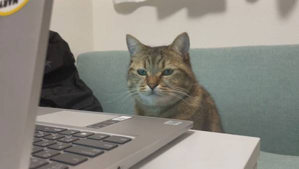 「いい仕事をしそうな顔つき」「貫禄がすごい」　飼い主離席中に、猫がまさかの行動