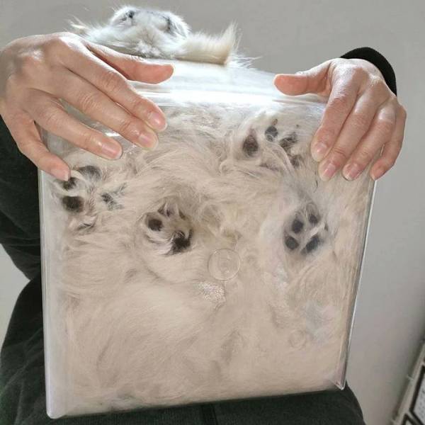 犬の姿に「どうなってるの！？」「五度見した」　犬も『液体』だった…！？