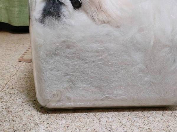 犬の姿に「どうなってるの！？」「五度見した」　犬も『液体』だった…！？