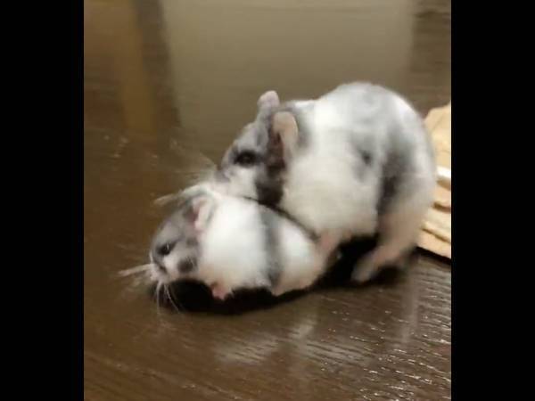 子ハムを運びたい、母ハムスター　その様子に「ごめん爆笑」「変な声が出た」